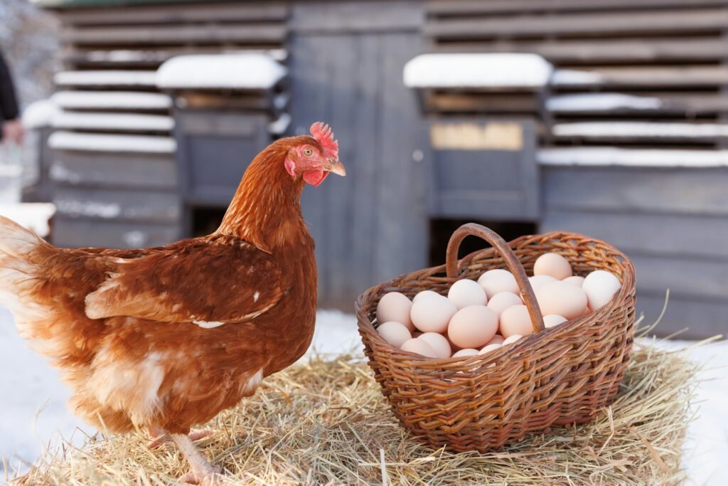 basket with chicken eggs on the background of a chicken eco farm, free range chicken farm